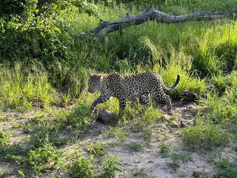 First timers to Africa- Botswana, Victoria Falls, Tanzania