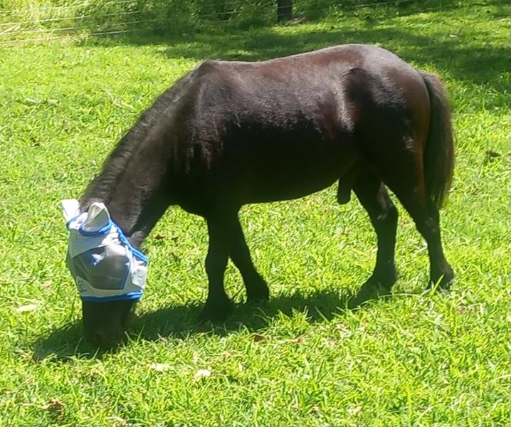 Mini fly mask, great quality, soft fabric over poll