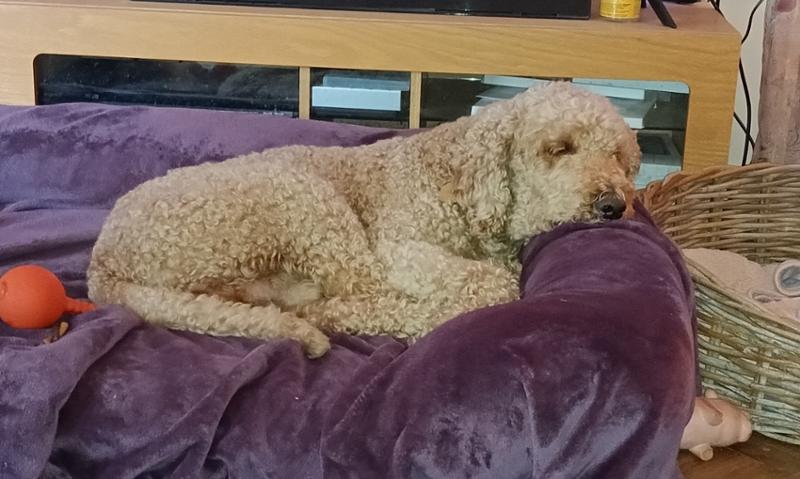 Peanut Butter Flavoured Paws 10kg
