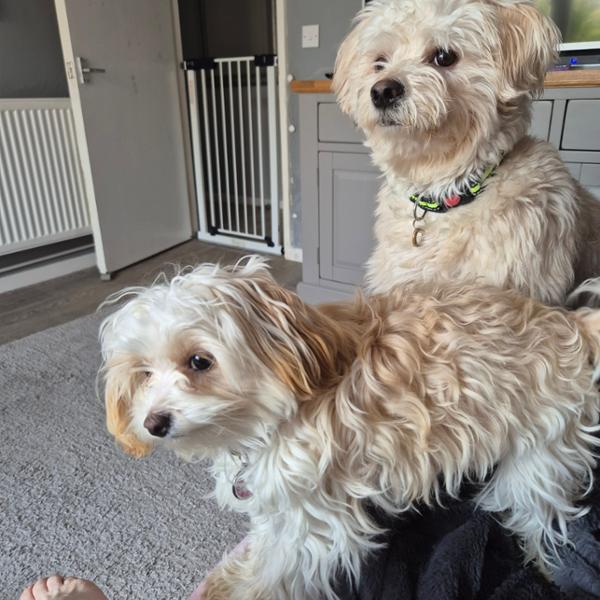 We love Pooch & Mutt