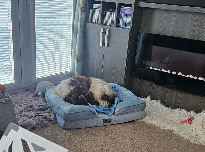 Dog basket