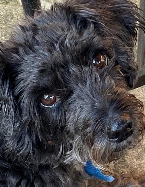 Hill's Prescription Diet W/D Canine Wet