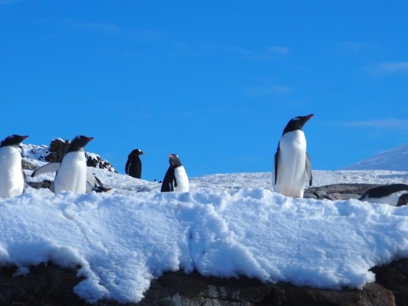 5157-Highlights of Antarctica