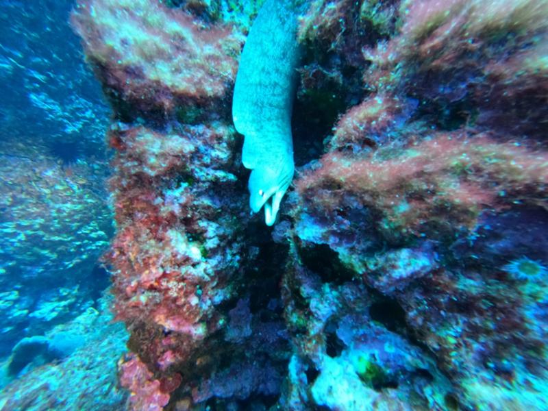 Scuba Diving - Dive Tutukaka - Poor Knights Islands
