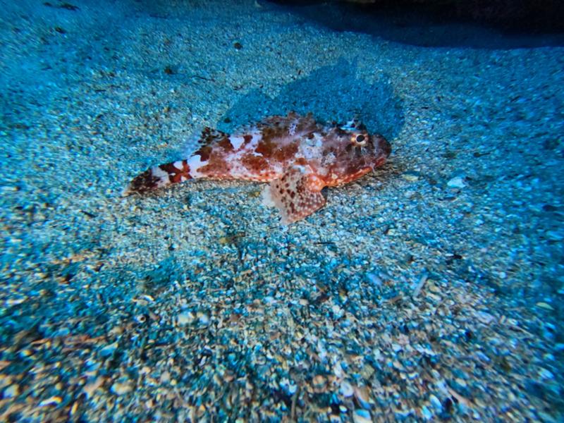 Scuba Diving - Dive Tutukaka - Poor Knights Islands