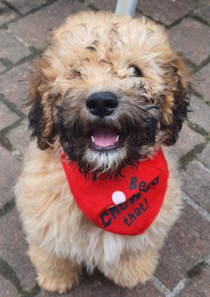 Montana | Single Protein Vet Recommended Sensitive Dog Food Diet 10kg