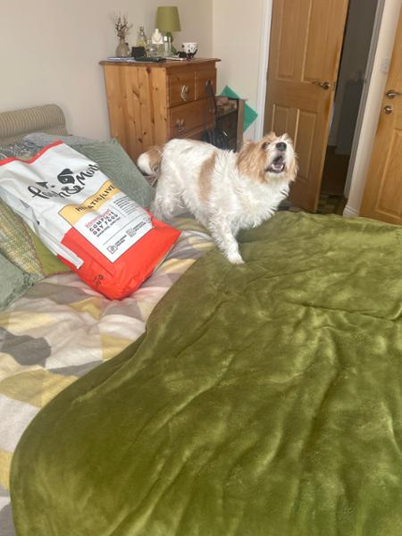 Hepatic Dry Dog Food | 1.5kg | Prescription Dog Food For Liver Disease | Veterinary Dog Food For Dogs With Liver Problems | Pooch & Mutt