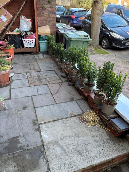 Healthy plants, good price and well delivered.