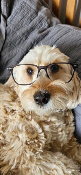 10 out of 10 Pooch and Mutt