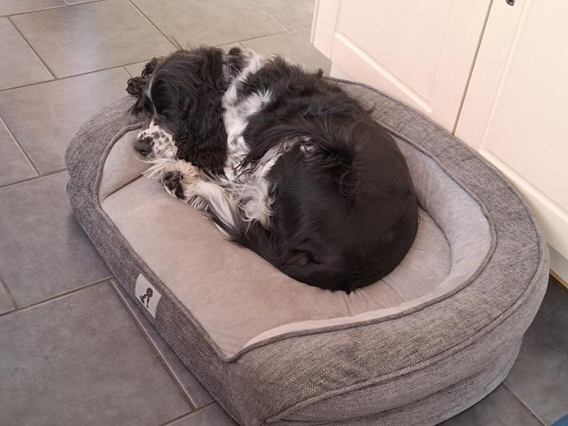 Duke Luxury Memory Foam Sofa Dog Bed Grey Large