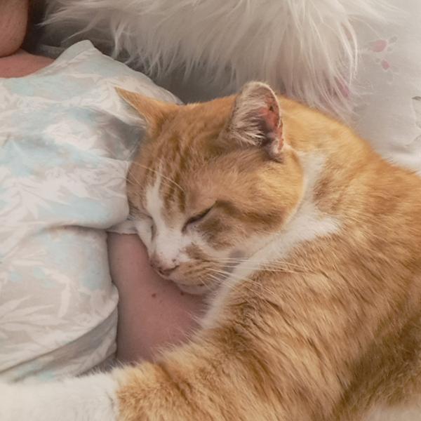 Thyronorm 5mg/ml Oral Solution For Cats