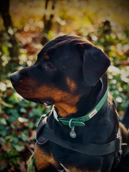 Great raw dog food choice for your pup.