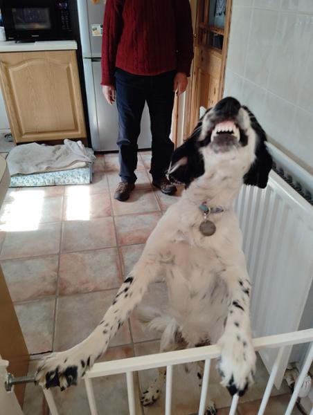 Pooch and mutt