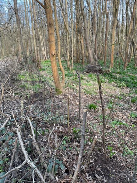 Paddock hedge mix is a hit!