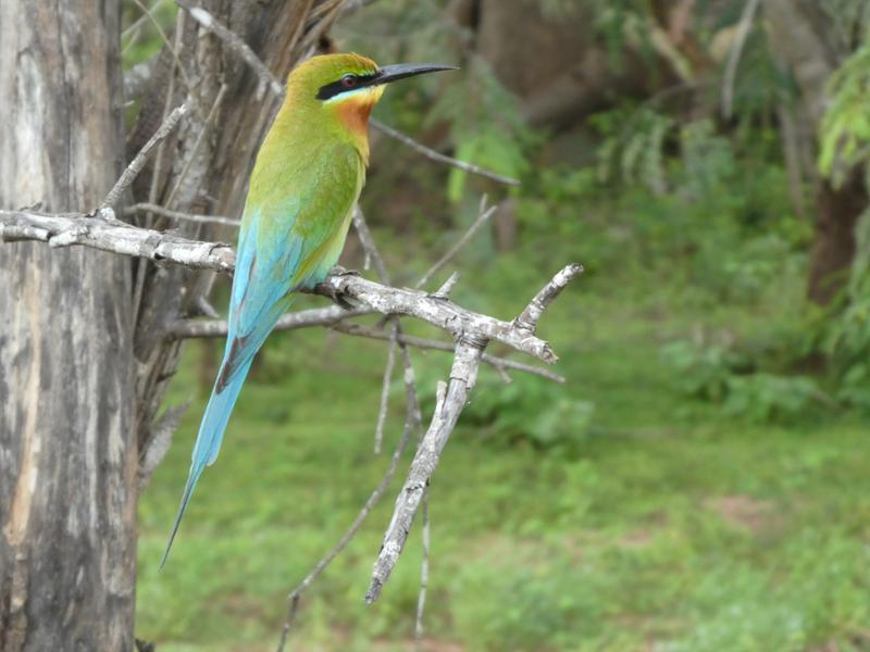 Sri Lanka