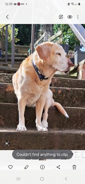 Onsior for Dogs 40mg