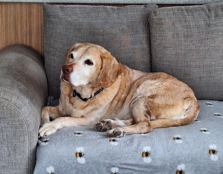 Onsior for Dogs 40mg