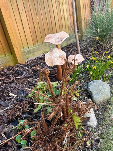Wooden mushrooms