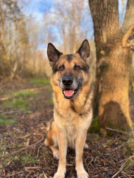 Happy dog, happy life