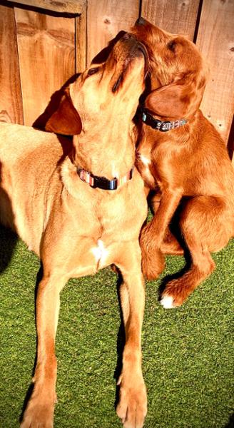 The best raw food company for dogs and puppies