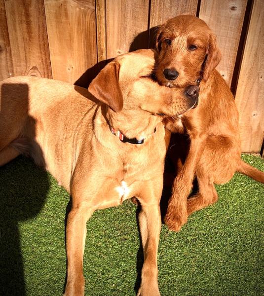 The best raw food company for dogs and puppies
