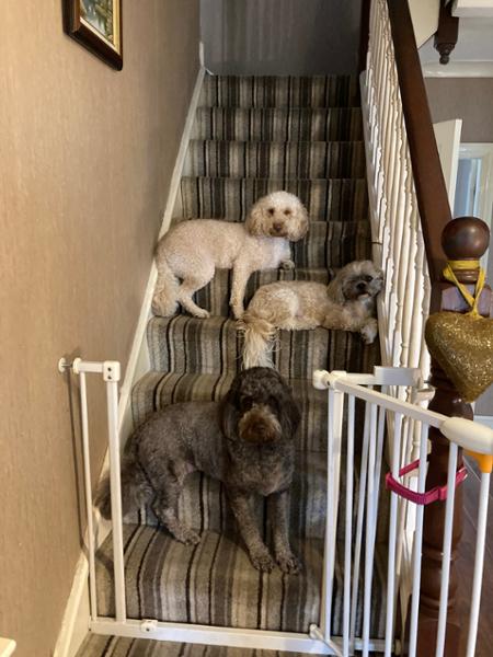 Dogs Love It