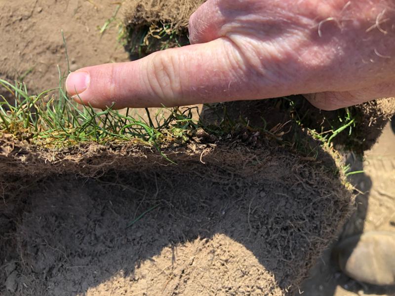 Rolawn turf is no longer quality turf, cutback has been cutback!