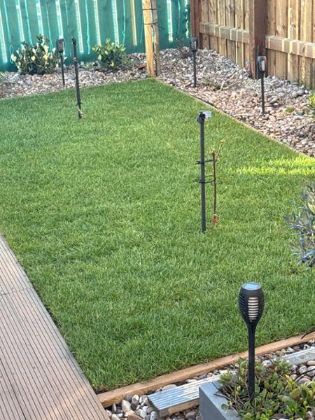 My garden