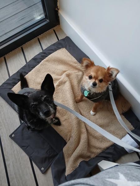 Great food for our pups