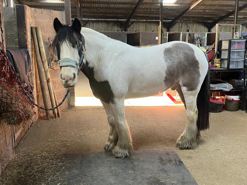 Fantastic for aging horses who aren’t ready to take it steady!