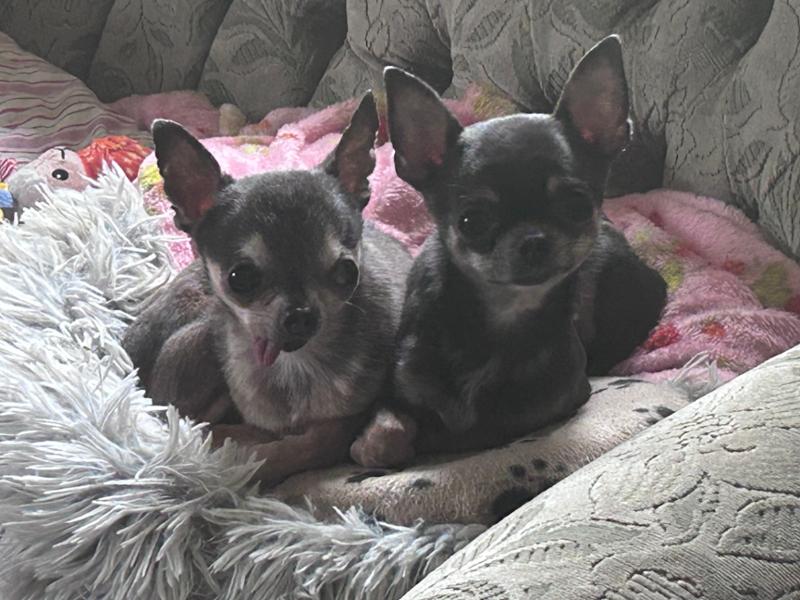 Perfect for chihuahuas