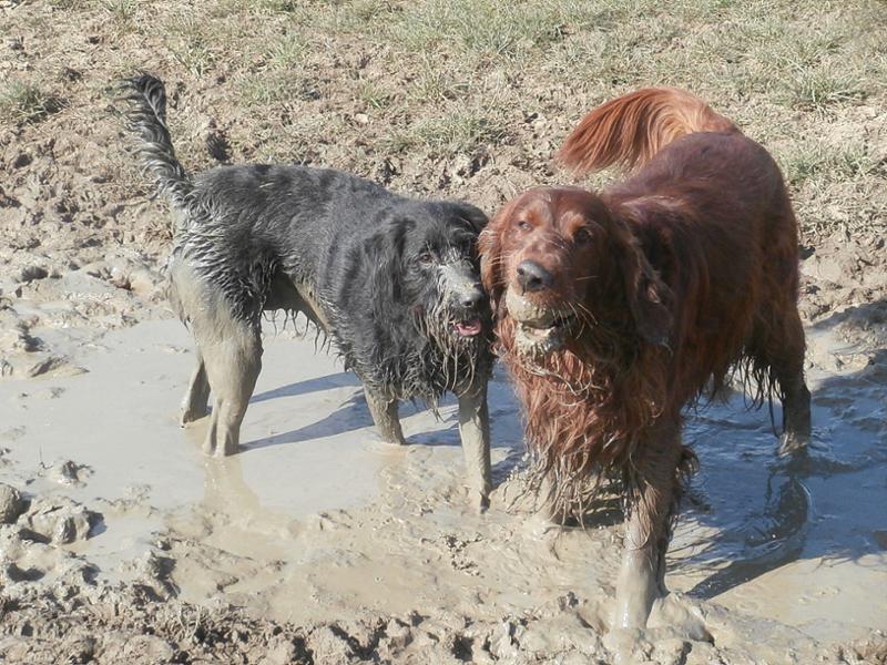 Happy Dogs