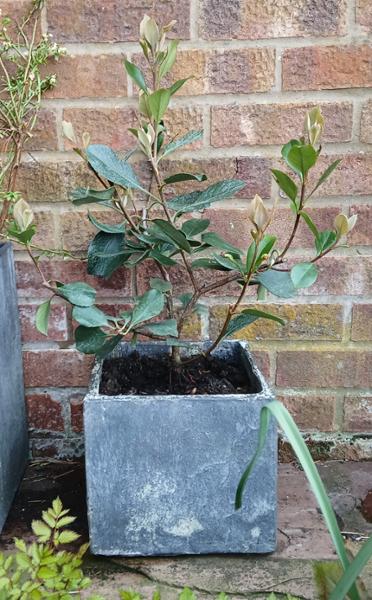 Good service,  great plant.