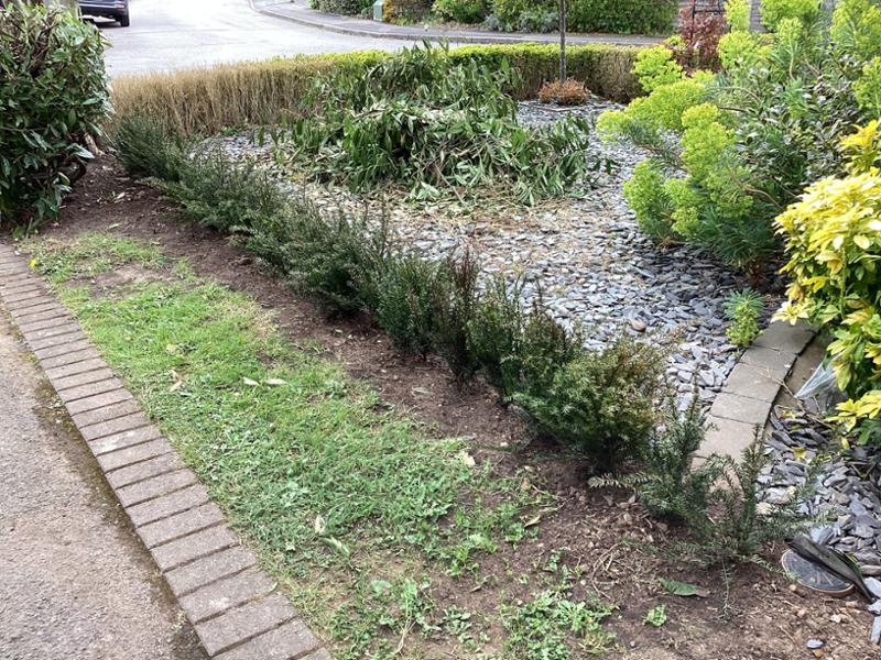 Great little yew bushes!