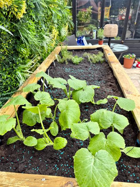 Deep Root Planter 1.8m