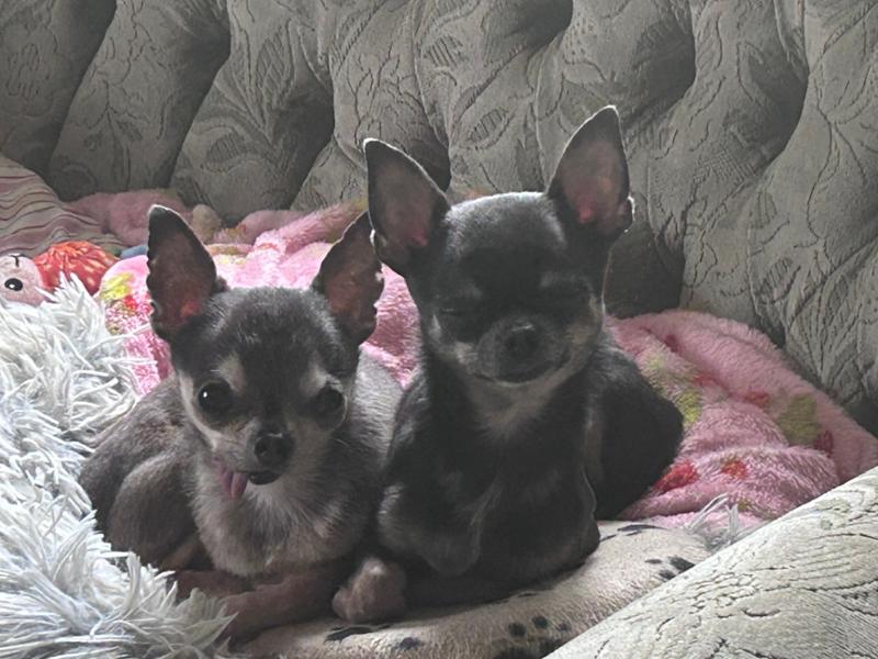 Perfect for chihuahuas