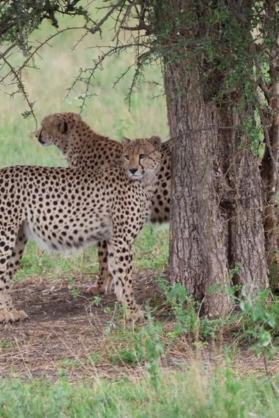 Perfect Honeymoon with Go2Africa!