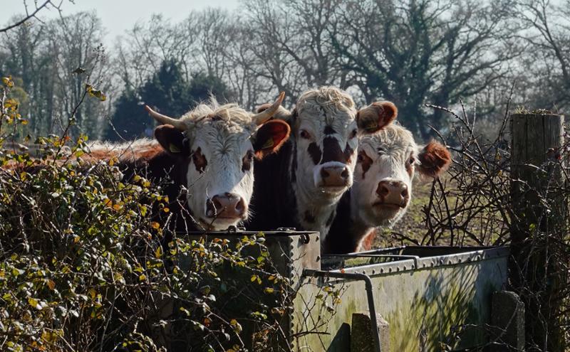 We 3 Bovines