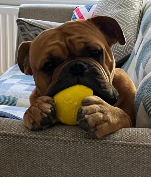 Webbox Perfect Strong Dog Chew Ball