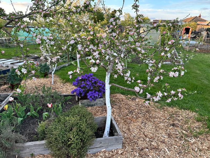 Another apple tree from ashridge for the garden