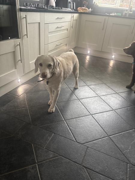 Joint Care Dog Food | 10kg | Grain-Free Dry Dog Food For Joints | Natural Ingredients | Pooch & Mutt | Vet Recommended