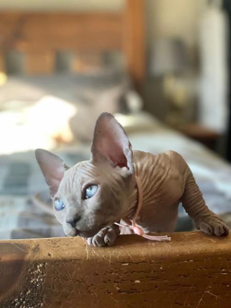 ORIJEN Original Cat