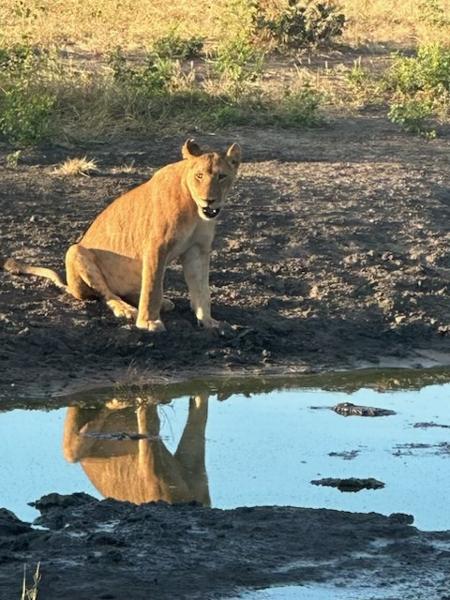 Botswana Safari