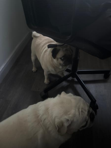 My pug loves this as much as me
