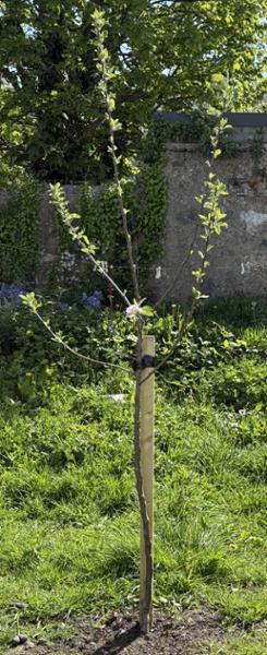 'Amber Heart' Cherry Trees. Maiden Size, Pruned to 80cm. Bareroot Plants. Guaranteed