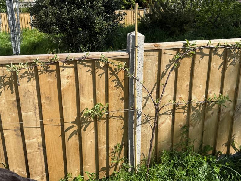 'Amber Heart' Cherry Trees. Maiden Size, Pruned to 80cm. Bareroot Plants. Guaranteed