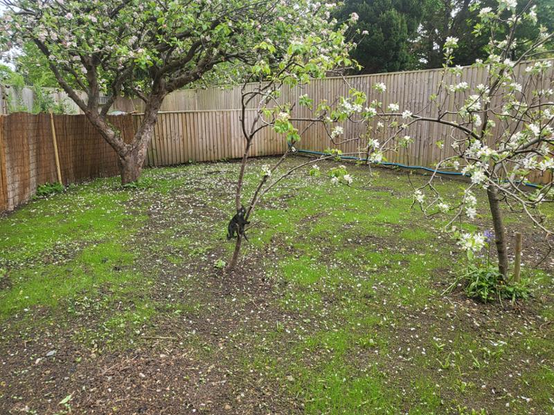 Help with grass selection for my small orchard.