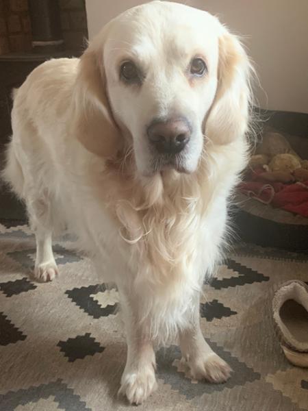 My dog is a happy eater