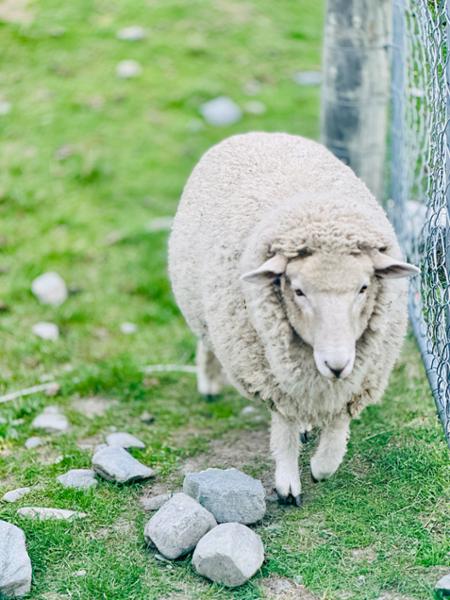 TSS Earnslaw Cruise & Walter Peak Farm Tour - Queenstown
