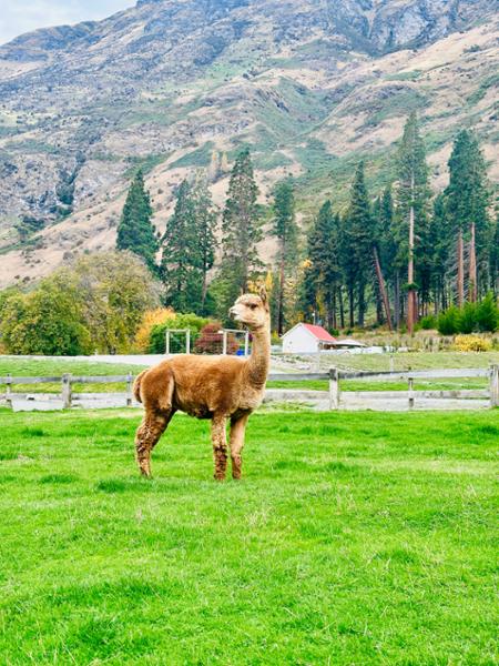 TSS Earnslaw Cruise & Walter Peak Farm Tour - Queenstown